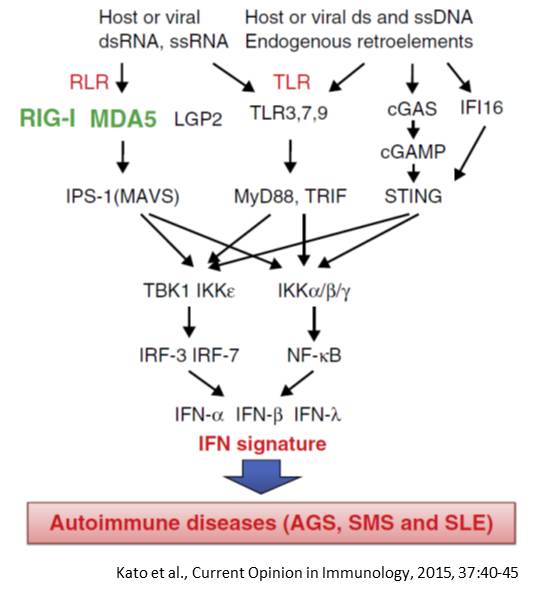 Autoimmune Disease