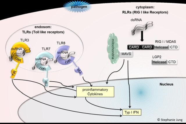 ECV after infection