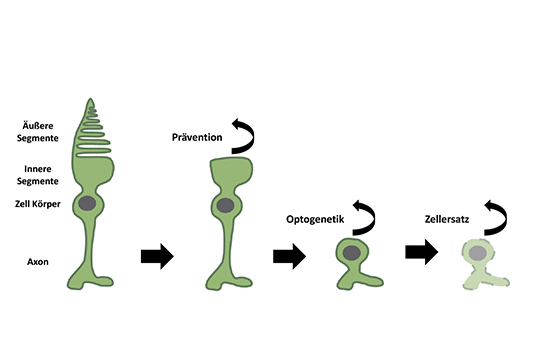 Optogenetik Konzeptbild