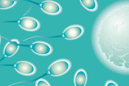 Grafik Eizelle mit Spermien