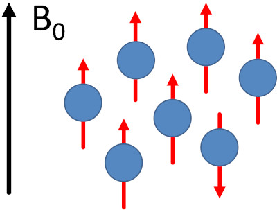 7 Tesla Magnetresonanztomographie