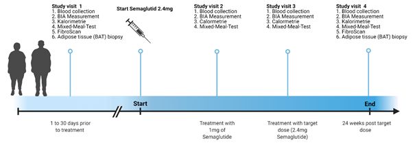 Adipositas - Summary of the estimated time line for the clinical study.