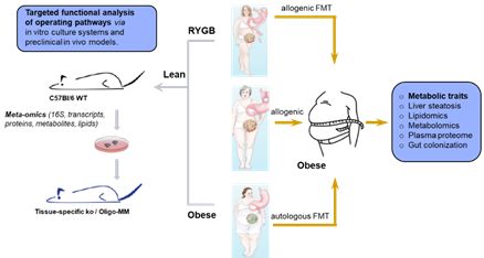 Adipositas Autologous Versus Allogenic Fmt To Modulate Gut Microbiome In Recipients