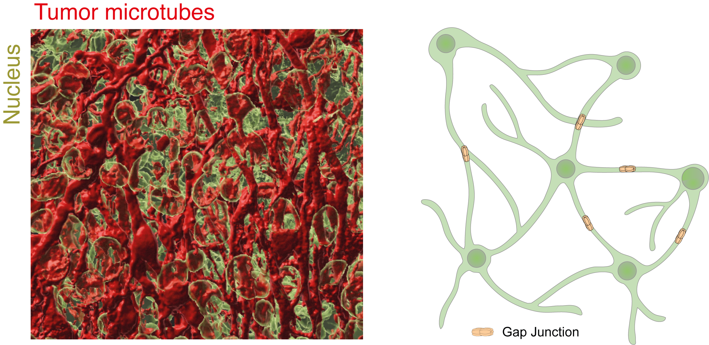 Tumor microtubes