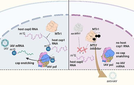 Graphik IAV-Replikation in Anwesenheit oder Abwesenheit von MTr1_