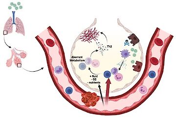 Grafische Darstellung von Organen