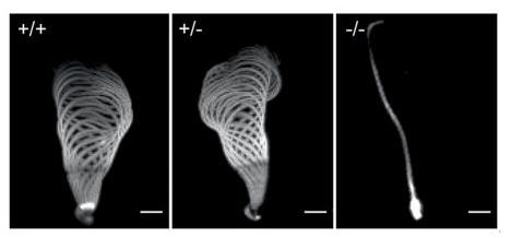 Research Pathologie AG Prof. Dr. Hubert Schorle