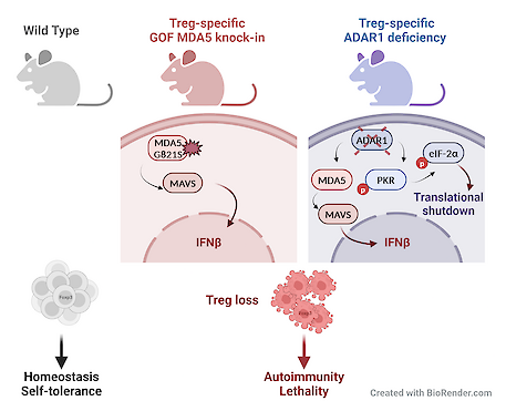 Treg-Graphics_IKI_Domnica Luca_Publication_Science-Advances_“Aberrant RNA sensing in regulatory T cells causes systemic autoimmunity”_Hiroki Kato