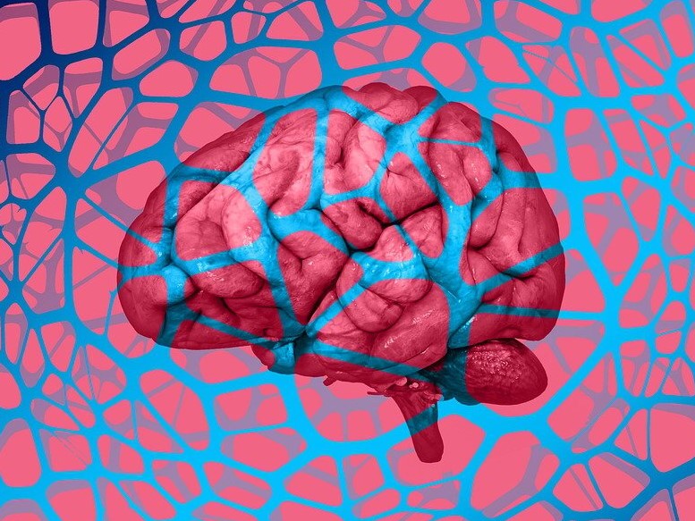 Stilisiertes Bild von einem Gehirn Stilisiertes Bild von einem Gehirn