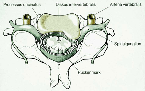 Grafik Rückenmark