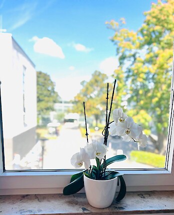 Foto Fenster Blumen