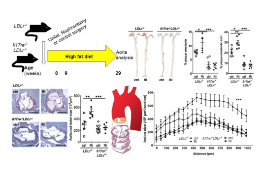 Schema Nephrologie