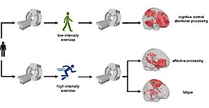 Exercies And Cognition