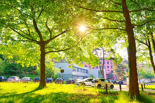 Bäume auf Campus mit Sonnenschein